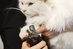 Making Everyday Pet Care Easier