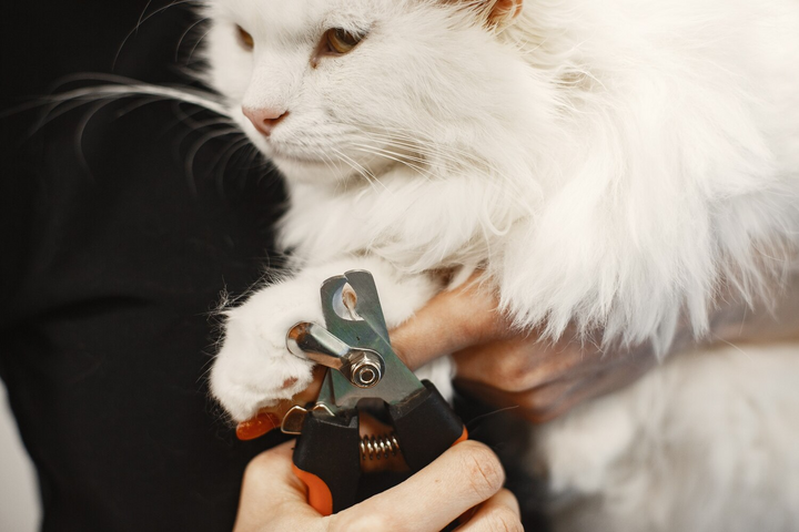 Making Everyday Pet Care Easier